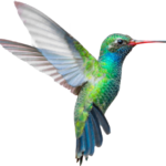 hummingbird